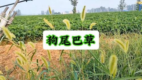 头条草,揭秘网络热词背后的文化现象